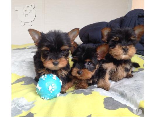 PoulaTo: Τα κουτάβια του Yorkshire Terrier